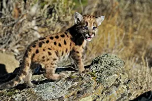 Curious Prints: Mountain lion/Cougar/Puma (Felis concolor)- captive raised, Bozeman, Montana, USA