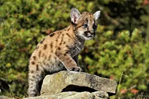 Curious Prints: Mountain lion/Cougar/Puma (Felis concolor)- captive raised, Bozeman, Montana, USA