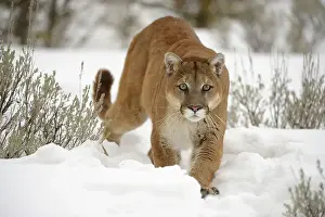 Approaching Prints: Mountain lion/Cougar/Puma (Felis concolor)- captive raised, Bozeman, Montana, USA