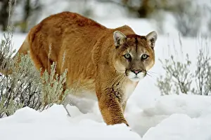 Approaching Prints: Mountain lion/Cougar/Puma (Felis concolor)- captive raised, Bozeman, Montana, USA