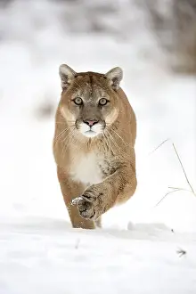 Majestic Prints: Mountain lion/Cougar/Puma (Felis concolor)- captive raised, Bozeman, Montana, USA