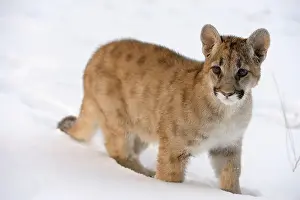 Mountain lion/Cougar/Puma (Felis concolor)- captive raised, Bozeman, Montana, USA