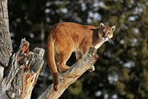 Action Active Prints: Mountain lion/Cougar/Puma (Felis concolor)- captive raised, Bozeman, Montana, USA