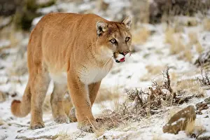 Mountain lion/Cougar/Puma (Felis concolor)- captive raised, Bozeman, Montana, USA