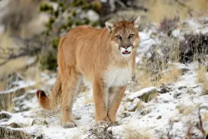 Moving Prints: Mountain lion/Cougar/Puma (Felis concolor)- captive raised, Bozeman, Montana, USA