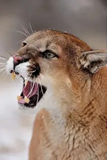Majestic Prints: Mountain lion/Cougar/Puma (Felis concolor)- captive raised, Bozeman, Montana, USA
