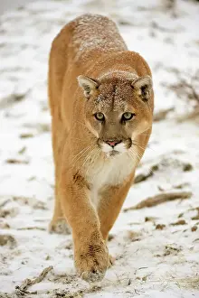 Moving Prints: Mountain lion/Cougar/Puma (Felis concolor)- captive raised, Bozeman, Montana, USA