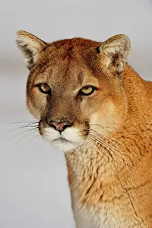 Moving Prints: Mountain lion/Cougar/Puma (Felis concolor)- captive raised, Bozeman, Montana, USA