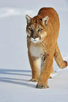 Moving Prints: Mountain lion/Cougar/Puma (Felis concolor)- captive raised, Bozeman, Montana, USA