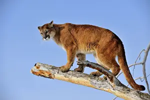 Moving Prints: Mountain lion/Cougar/Puma (Felis concolor)- captive raised, Bozeman, Montana, USA