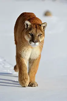 Moving Prints: Mountain lion/Cougar/Puma (Felis concolor)- captive raised, Bozeman, Montana, USA
