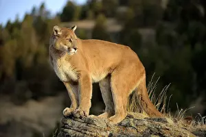 Moving Prints: Mountain lion/Cougar/Puma (Felis concolor)- captive raised, Bozeman, Montana, USA
