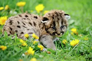 Moving Prints: Mountain lion/Cougar/Puma (Felis concolor)- captive raised, Bozeman, Montana, USA