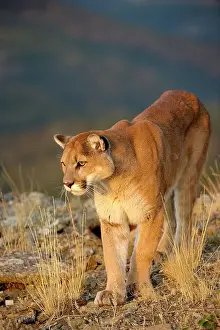Moving Prints: Mountain lion/Cougar/Puma (Felis concolor)- captive raised, Bozeman, Montana, USA