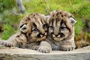Family Prints: Mountain lion/Cougar/Puma (Felis concolor)- captive raised, Bozeman, Montana, USA