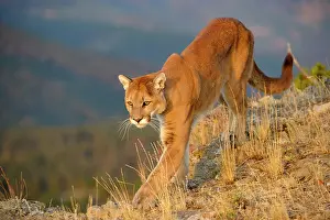 Moving Prints: Mountain lion/Cougar/Puma (Felis concolor)- captive raised, Bozeman, Montana, USA