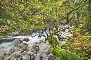 Primorska Prints: Mountain mixed forest grown over with mosses and mountain brook - Slovenia, Primorska
