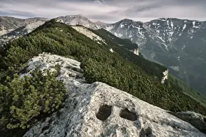 Abruzzo Prints: Mountain pine and limestone on the ridges of Maiella National Park - Abruzzo - Italy
