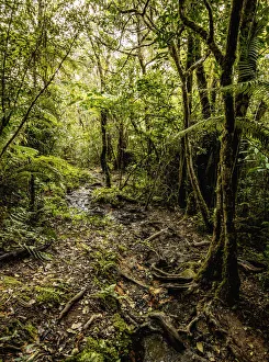 Mountain Trail to Pico Turquino, Sierra Maestra, Granma Province, Cuba