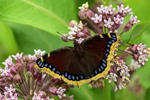Butterflies Prints: Mourning cloak (Nymphalis antiopa) Adult butterfly nectaring milkweed flowers