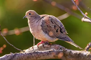 Eating Feeding Prints: Mourning dove ( Zenaida macroura), Greater Sudbury, Ontario, Canada