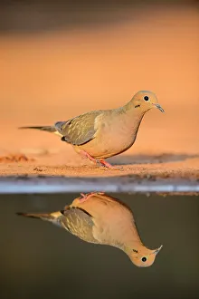 Gamebirds Prints: Mourning dove ( Zenaida macroura), Santa Clara Ranch, Starr County, Texas, USA