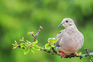 Simcoe County Prints: Mourning Dove (Zenaida macroura), Ontario, Canada