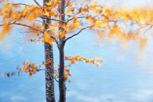 High Gallery: Moving leaves during a windy autumn day at Lago Santo, Appennines, Emilia Romagna, Italy