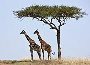 Lone Tree Prints: Two Msai giraffes shade themselves beneath a Balanites tree on the plains of the Masai Mara National