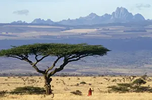 Msai moran (warrior) framed by an acacia tortilis tree with Mt