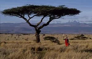 Acacia Tree Gallery: Msai warrior framed by a flat topped acacia tree and Mt