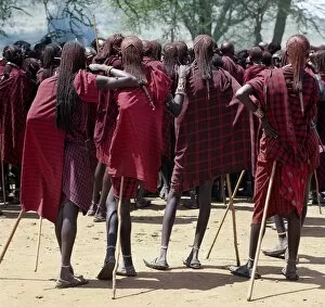 Maasai Tribe Collection: Msai warriors resplendent with long ochred braids