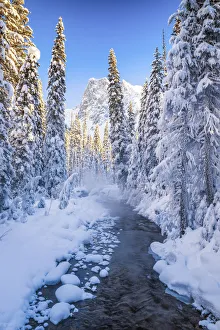 Mt. Burgess & Snow-covered Pine Trees, Yoho National Park, British Columbia, Canada