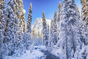 White Gallery: Mt. Burgess & Snow-covered Pine Trees, Yoho National Park, British Columbia, Canada