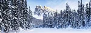 Mt. Burgess & Snow-covered Pine Trees, Yoho National Park, British Columbia, Canada