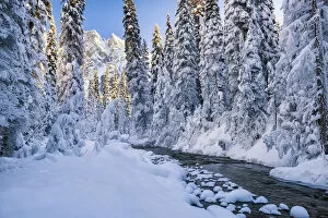 Images Dated 1st March 2017: Mt. Burgess & Snow-covered Pine Trees, Yoho National Park, British Columbia, Canada
