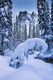 Pine Trees Prints: Mt. Burgess in Winter, Yoho National Park, British Columbia, Canada