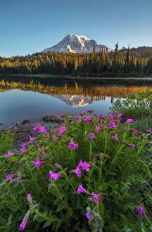 Rainier Prints: Mt. Rainier reflected in Reflection Lakes with Wildflowers at front