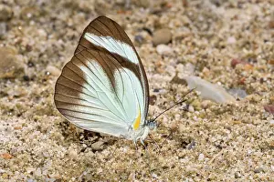 Butterflies Prints: Mud-puddling Black-banded Whites butterfly (Itaballia demophile), Tarapoto, Peru