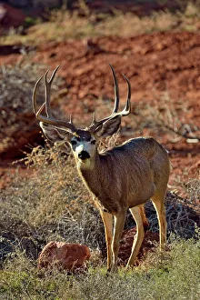 Mule deer, buck with winter antlers, Zion National Park, Utah, USA