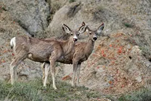 Family Prints: Mule deer (Odocoileus hemionus) Foraging in sage in early spring