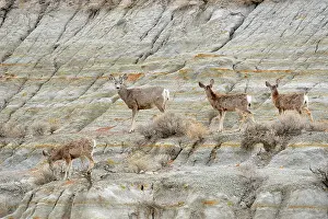Q3 2024 Prints: Mule deer (Odocoileus hemionus) Mother and fawns on bentonite slope