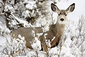 Q3 2024 Prints: Mule deer (Odocoileus hemionus) in snowy sagebrush landscape, Yellowstone NP, Wyoming, USA
