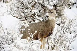 Environmental Prints: Mule deer (Odocoileus hemionus) in snowy sagebrush landscape, Yellowstone NP, Wyoming, USA