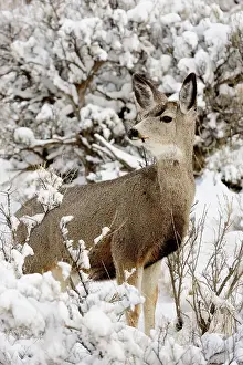 Q3 2024 Prints: Mule deer (Odocoileus hemionus) in snowy sagebrush landscape, Yellowstone NP, Wyoming, USA