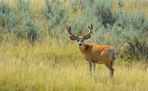 Mule deer (Odocoileus hemionus) Southern Saskatchewan, Saskatchewan, Canada