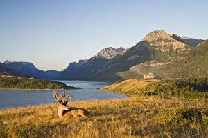 Mule Deer and Prince of Wales Hotel, Waterton Lakes National Park, Alberta, Canada