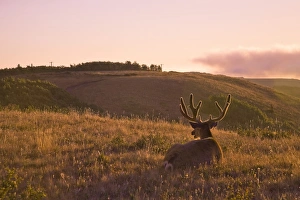 Albert A Prints: Mule Deer, Waterton Lakes National Park, Alberta, Rockies, Canada