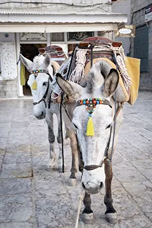 South West Europe Prints: Mules/horses at the Harbour of Hydra Town, Hydra (Ydra), Saronic Islands, Greece
