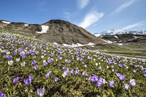 Valchiavenna Prints: Multicolored carpet of crocus flowers in a meadow. Andossi Alp. Valchiavenna. Valtellina